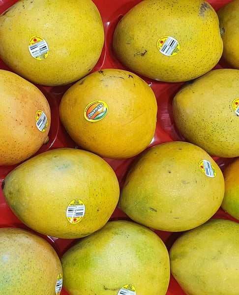 Mango Kensington (Yellow) each